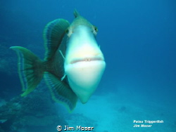 Palau Triggerfish.  Apparently, we were near the nests of... by Jim Moser 